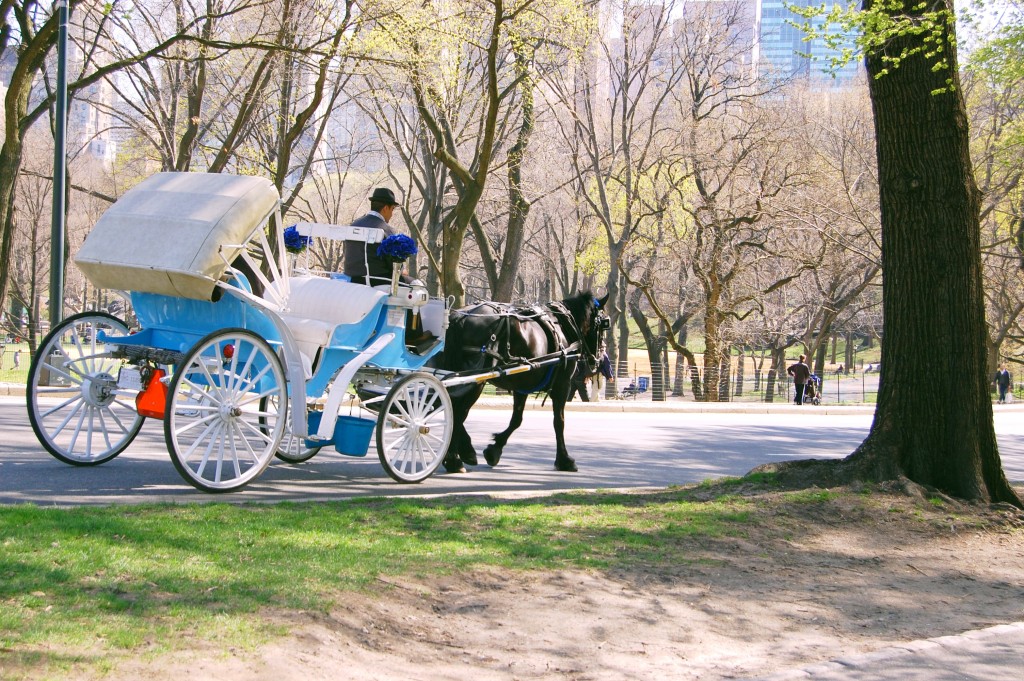 Horse carriage in Central Park