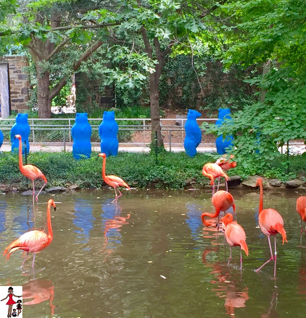 phillyzoo-flamingos