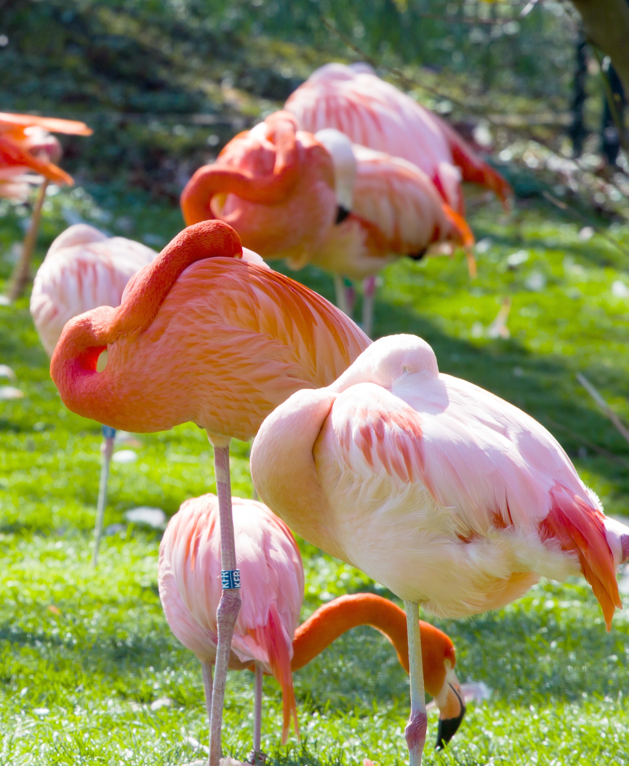 Flamingos in Curaçao