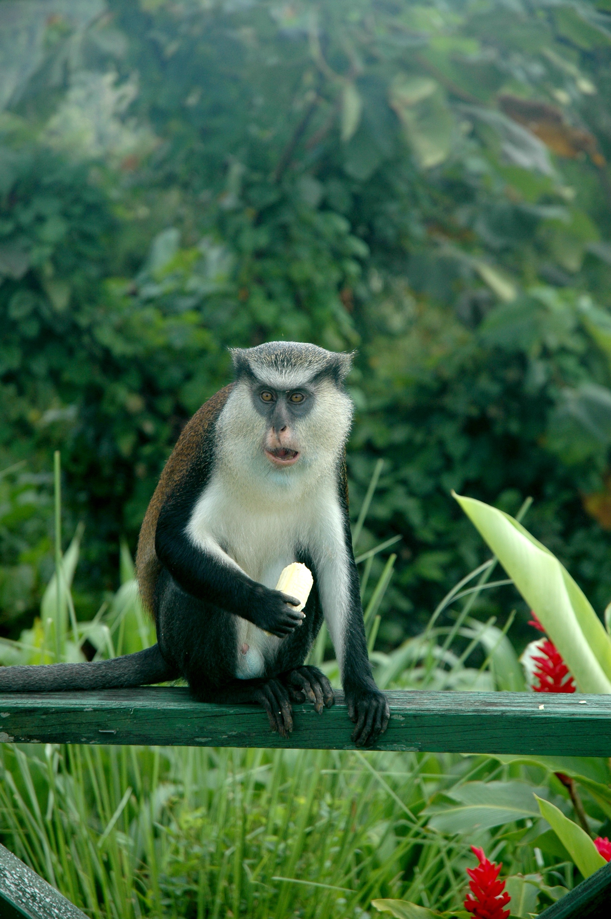 monkey-in-grenada