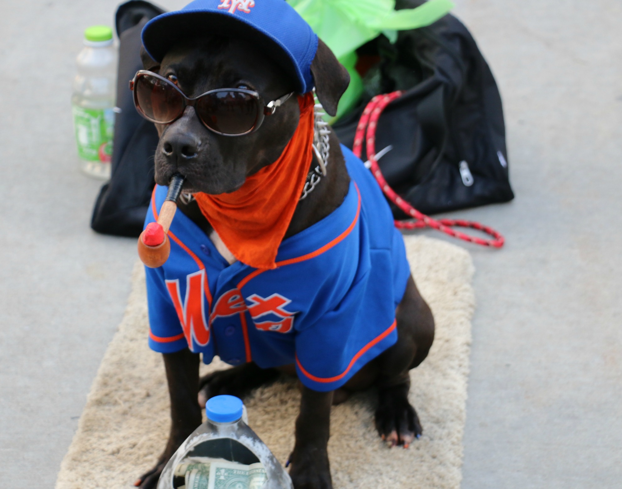 Mets dog  off the leash