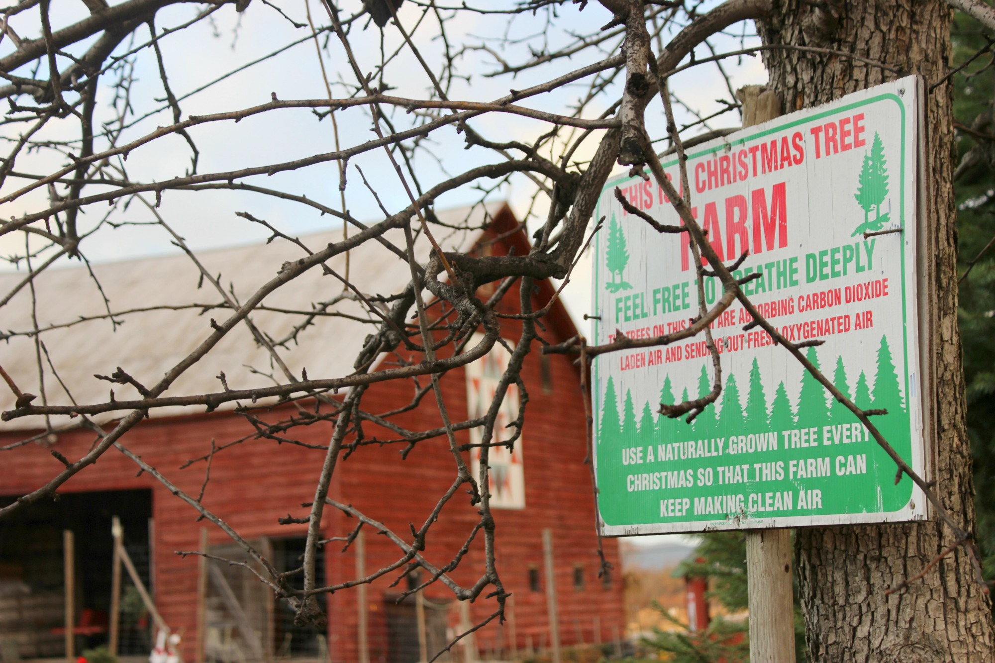 christmas-tree-farm-ny-state