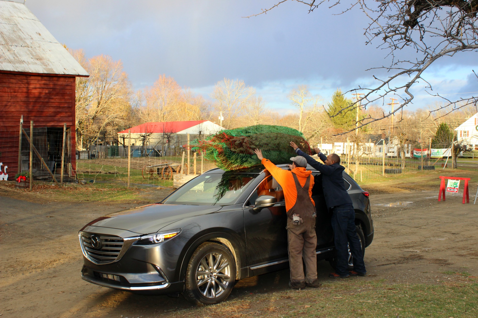 christmas-tree-farm