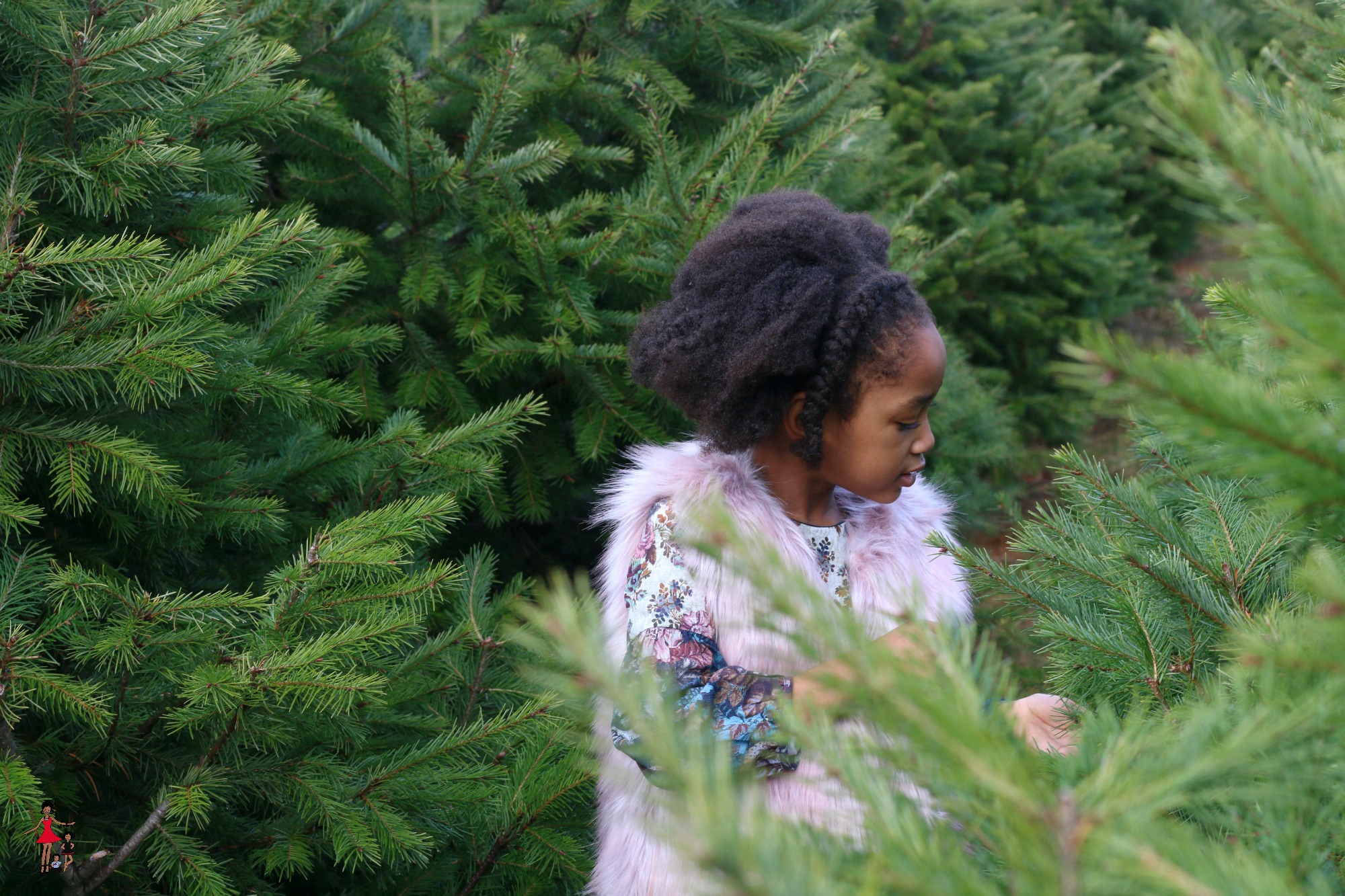 christmas-tree-farm