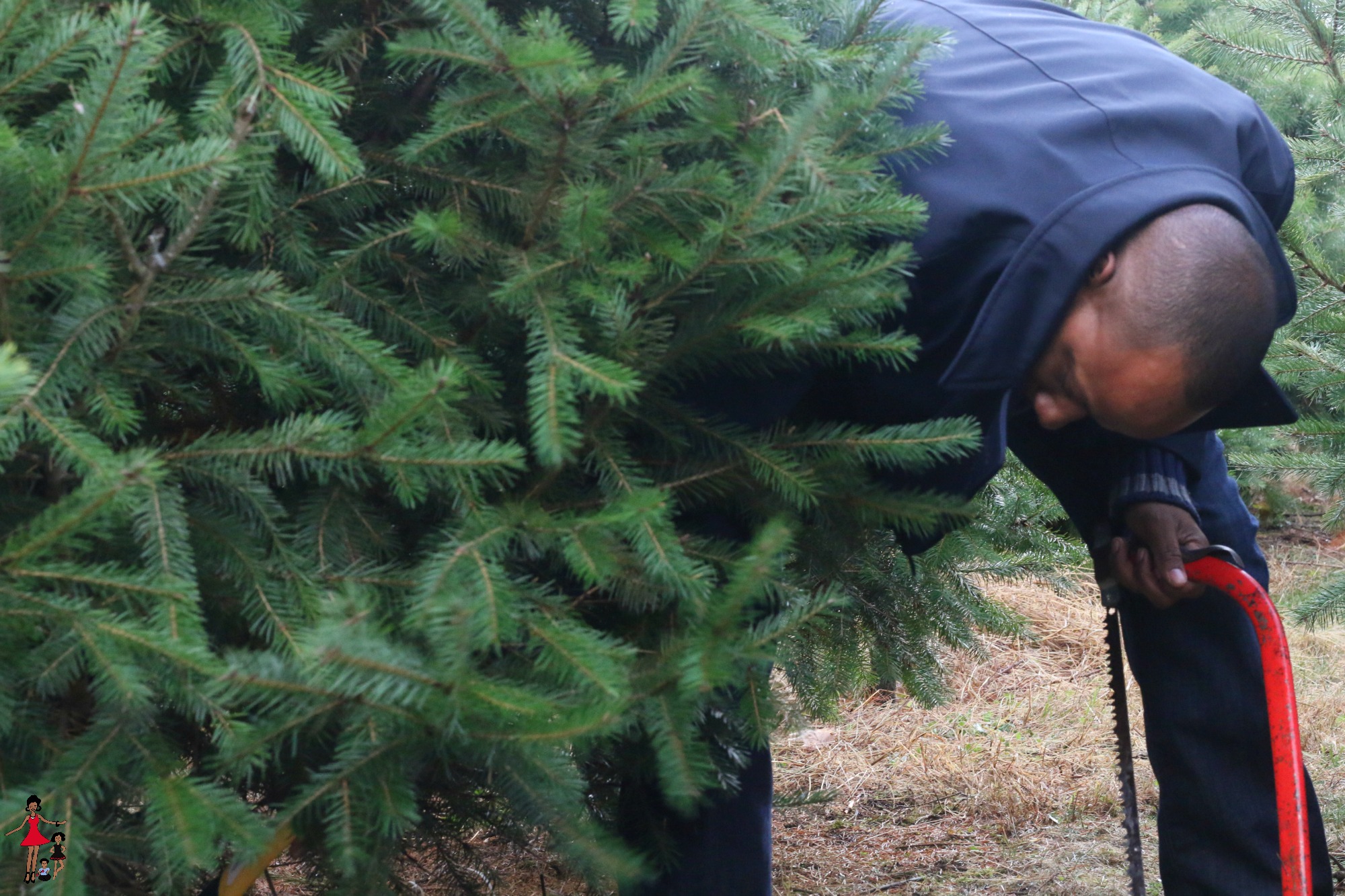 tree-christmas-farm-family