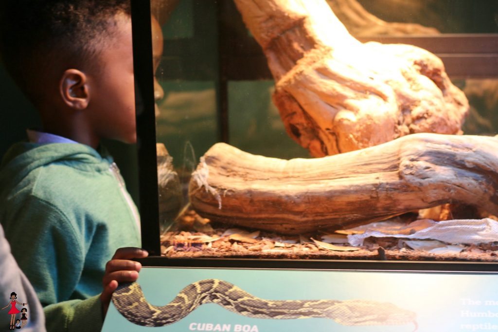 Cuba-Exhibit-AMerican Museum of Natural History