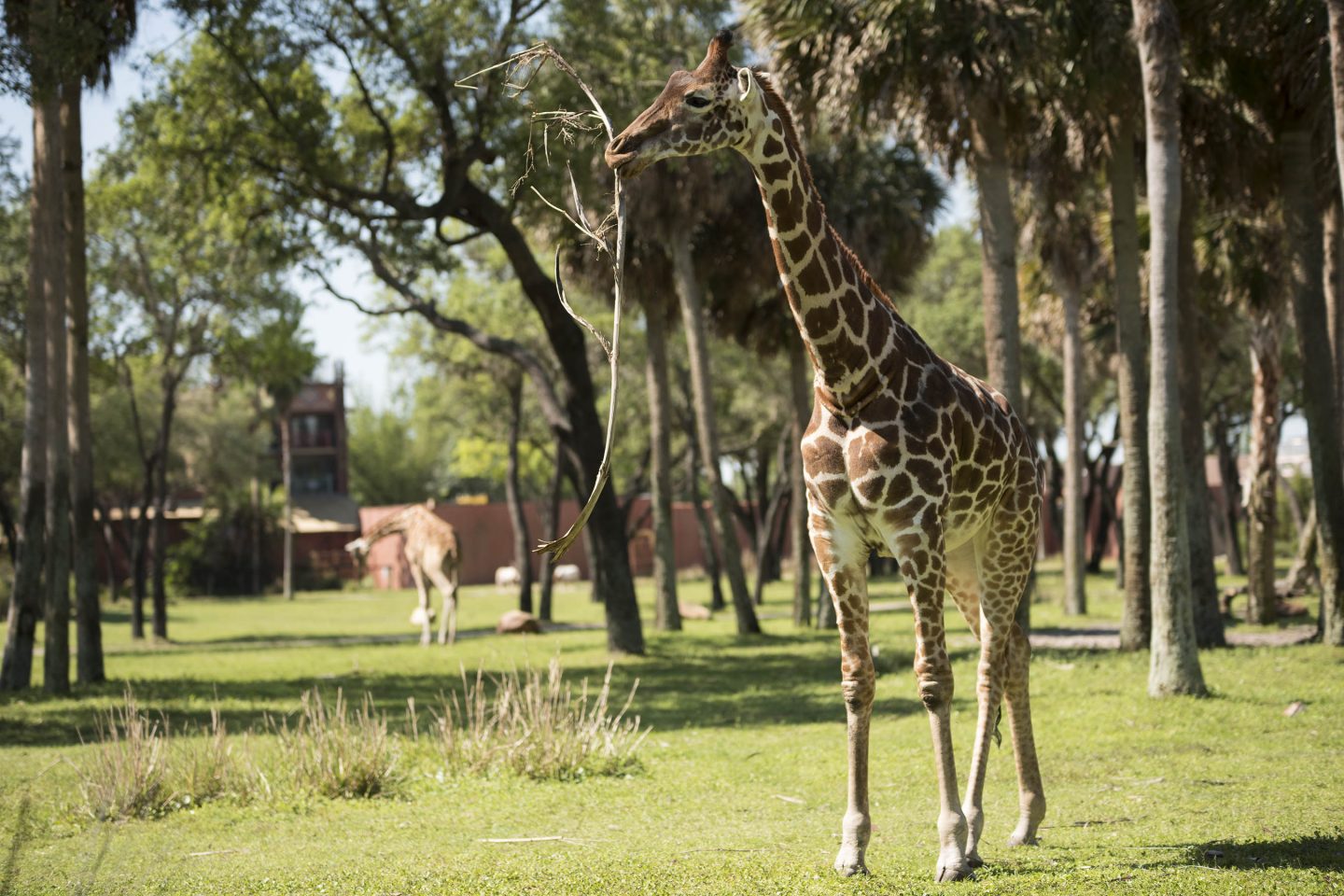 Disney's Animal Kingdom Lodge