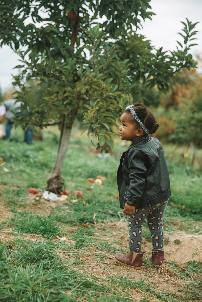 apple picking near NYC