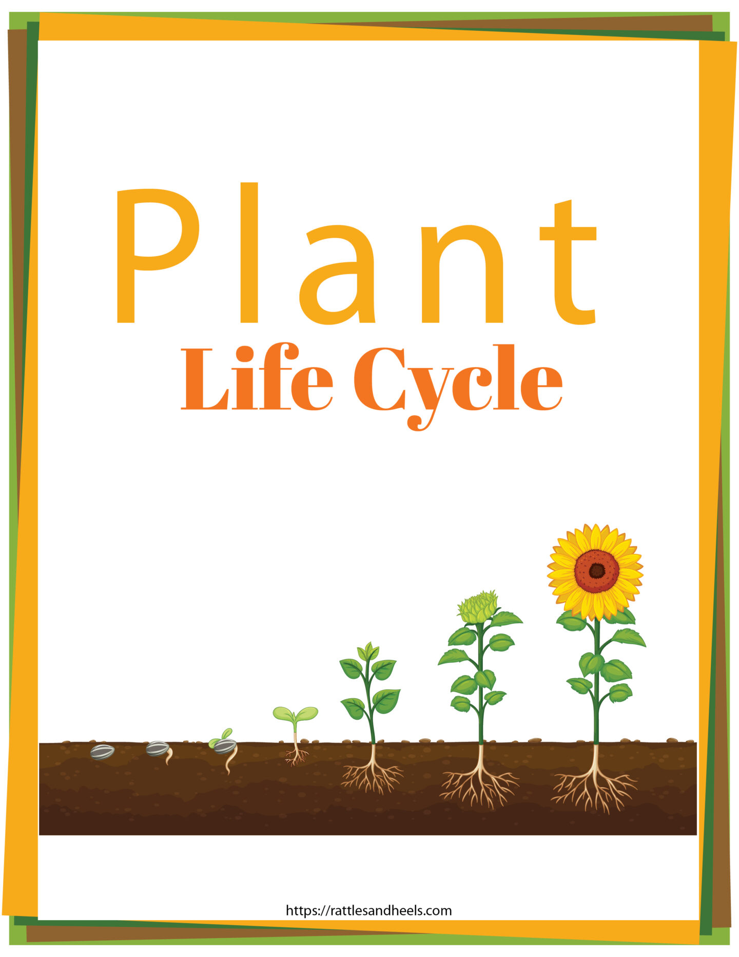 life cycle of a plant worksheet