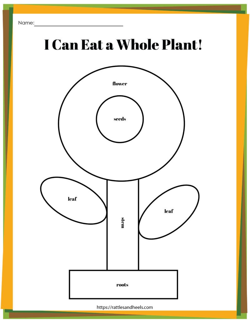 Plant Life Cycle Worksheets Free Printables for Kids - Adanna Dill