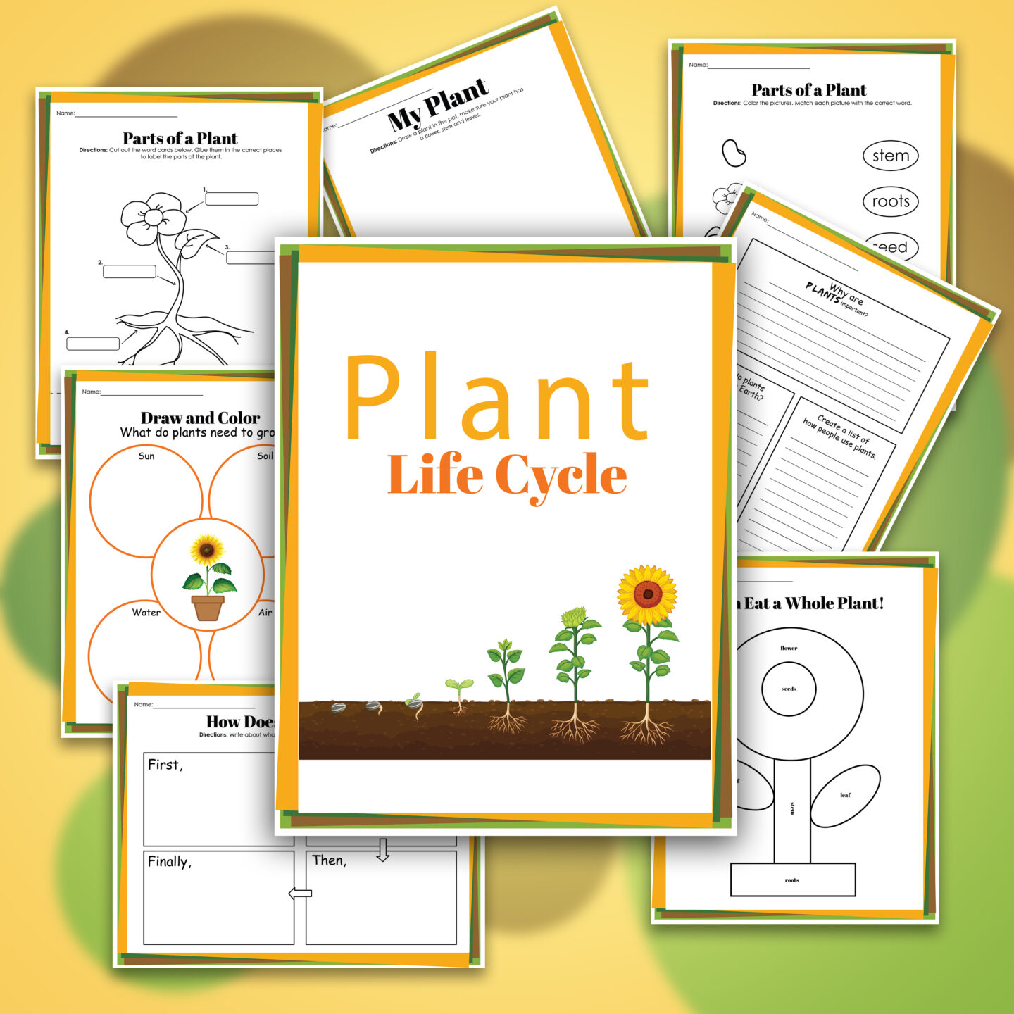 life cycle of a flowering plant diagram for kids