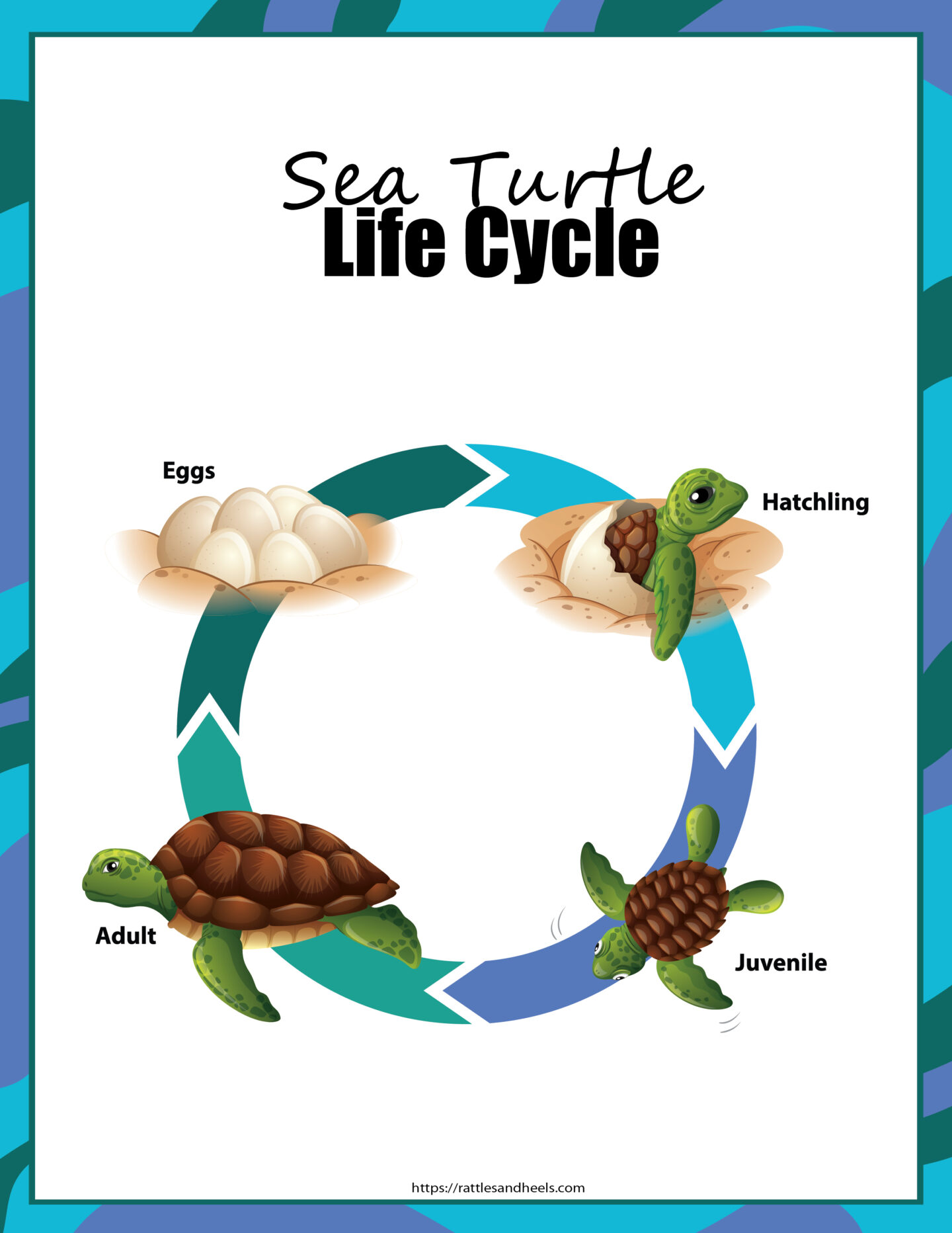 sea turtle activity sheets