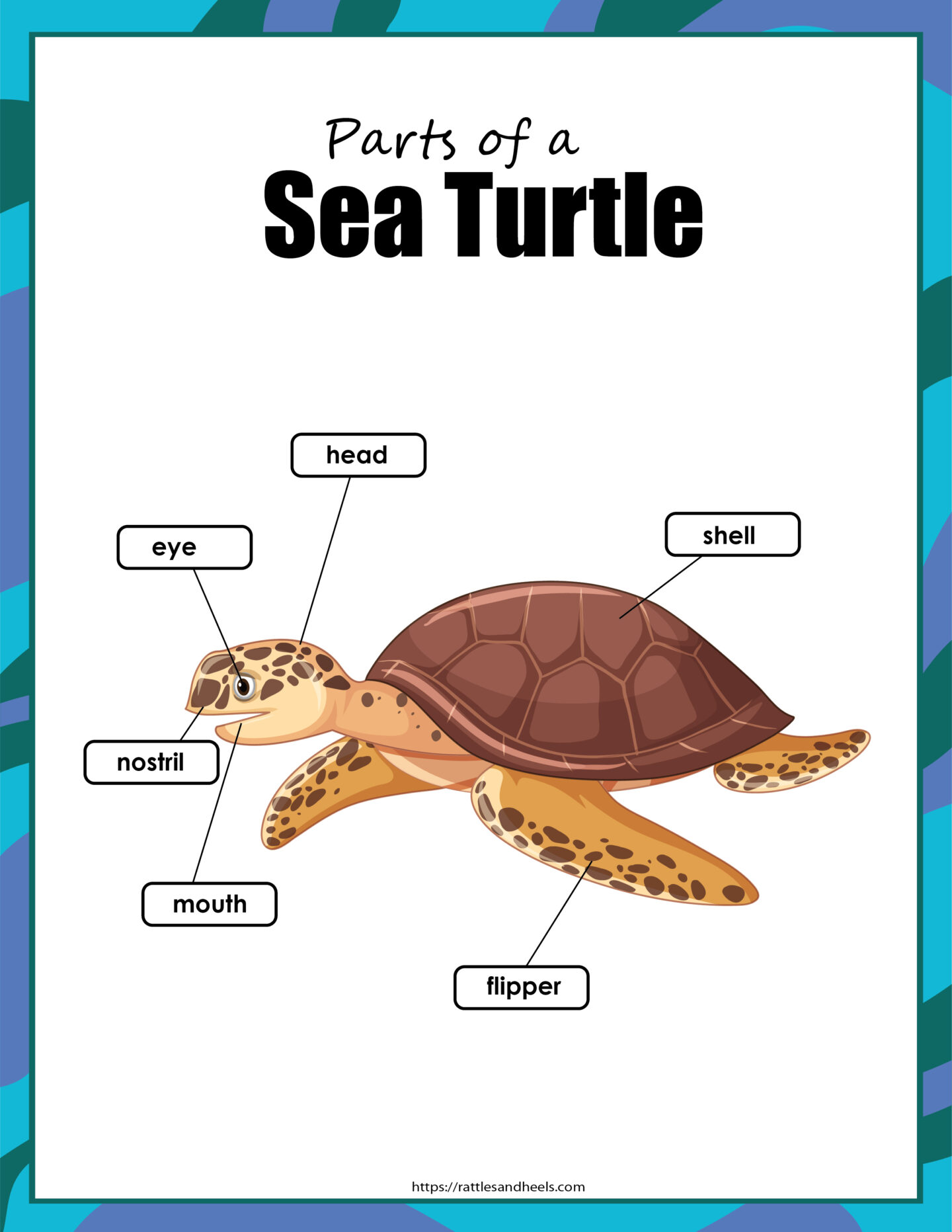 sea turtles activity sheets adanna dill