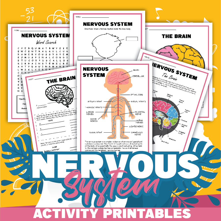 parts of the brain for kids worksheet