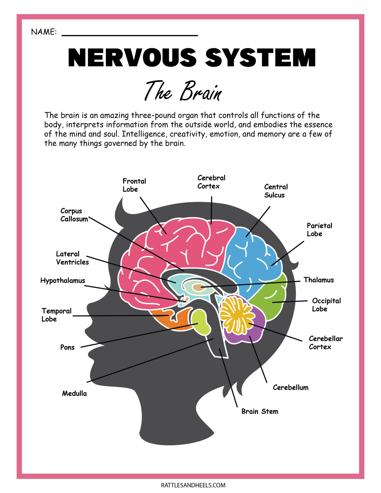 free-nervous-system-worksheets