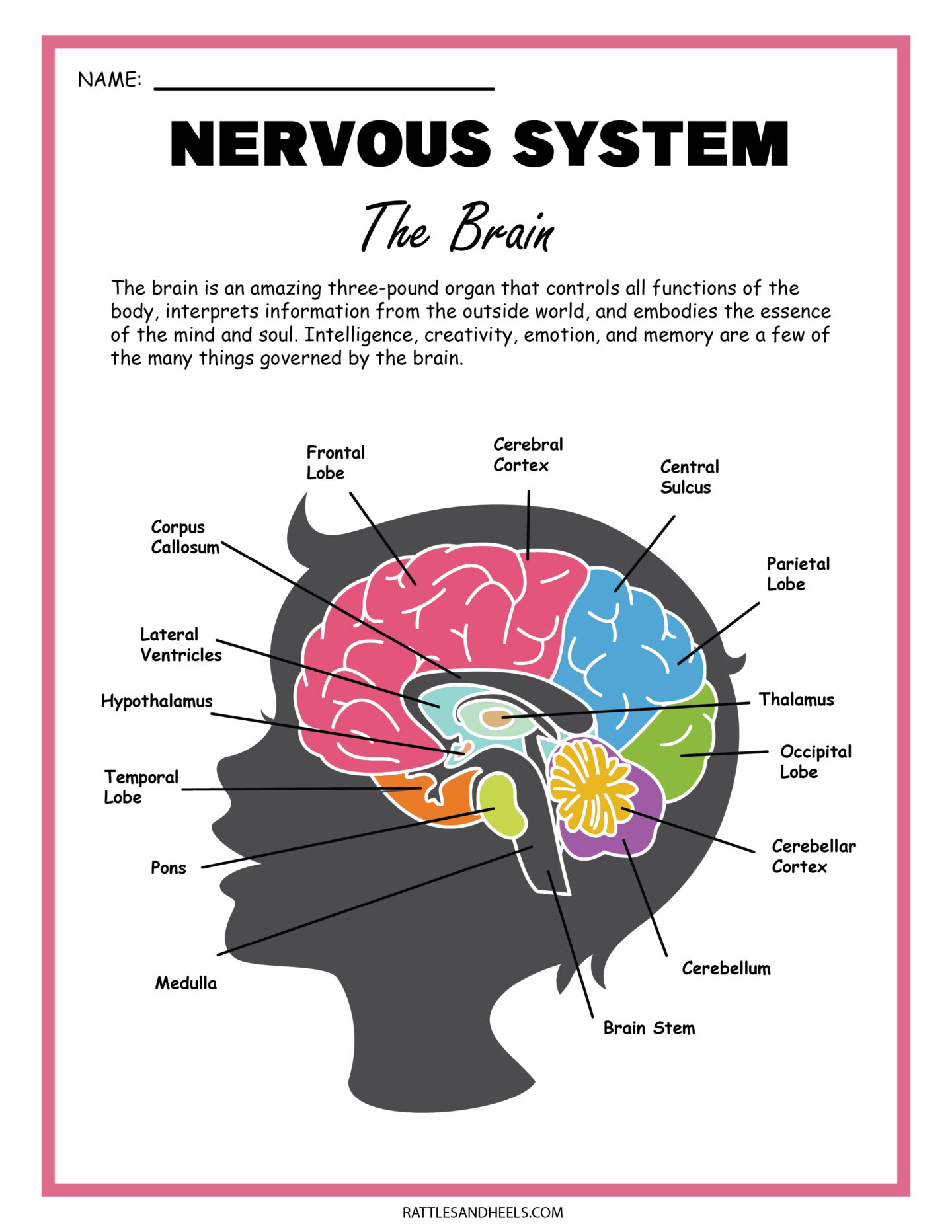 Free Nervous System Worksheets