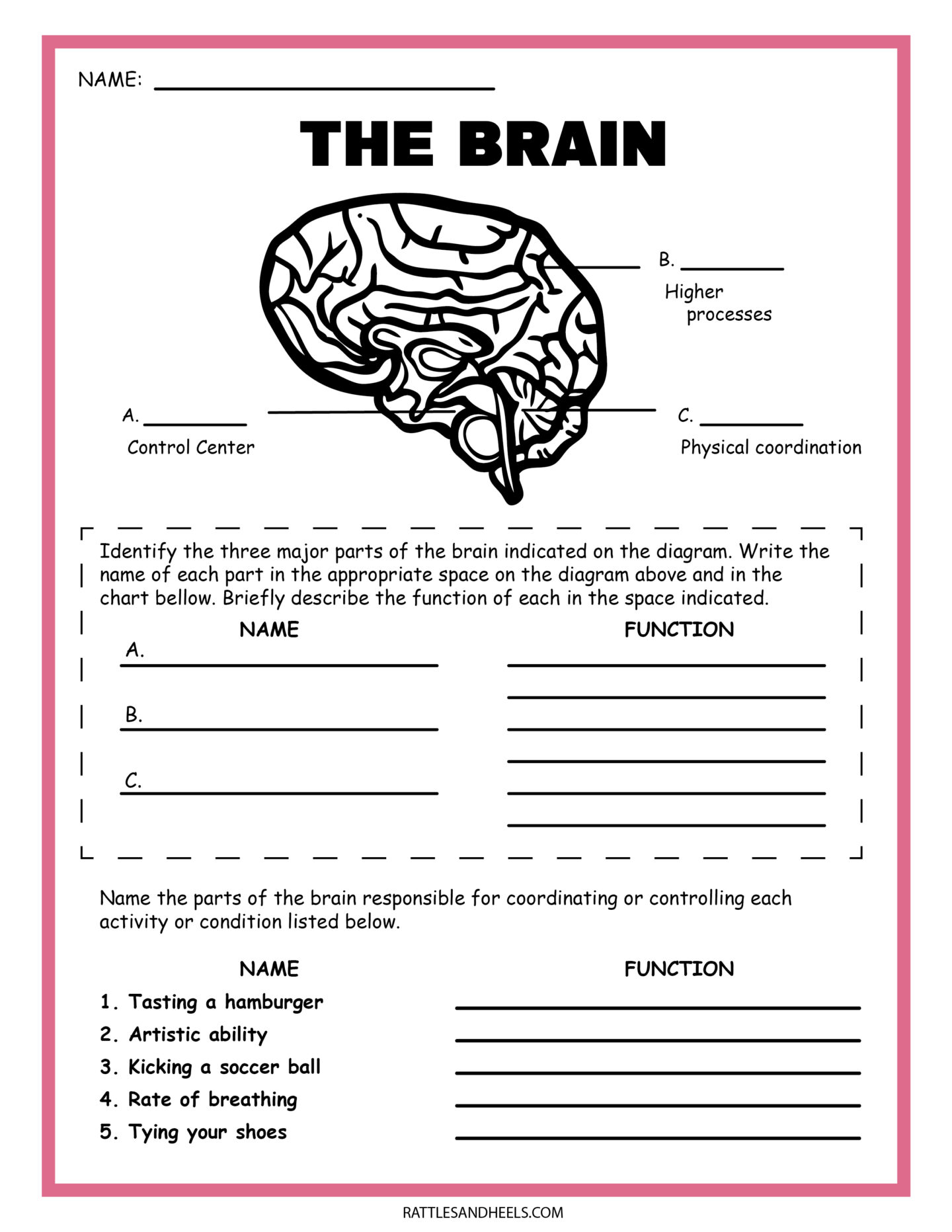 parts of the brain for kids worksheet