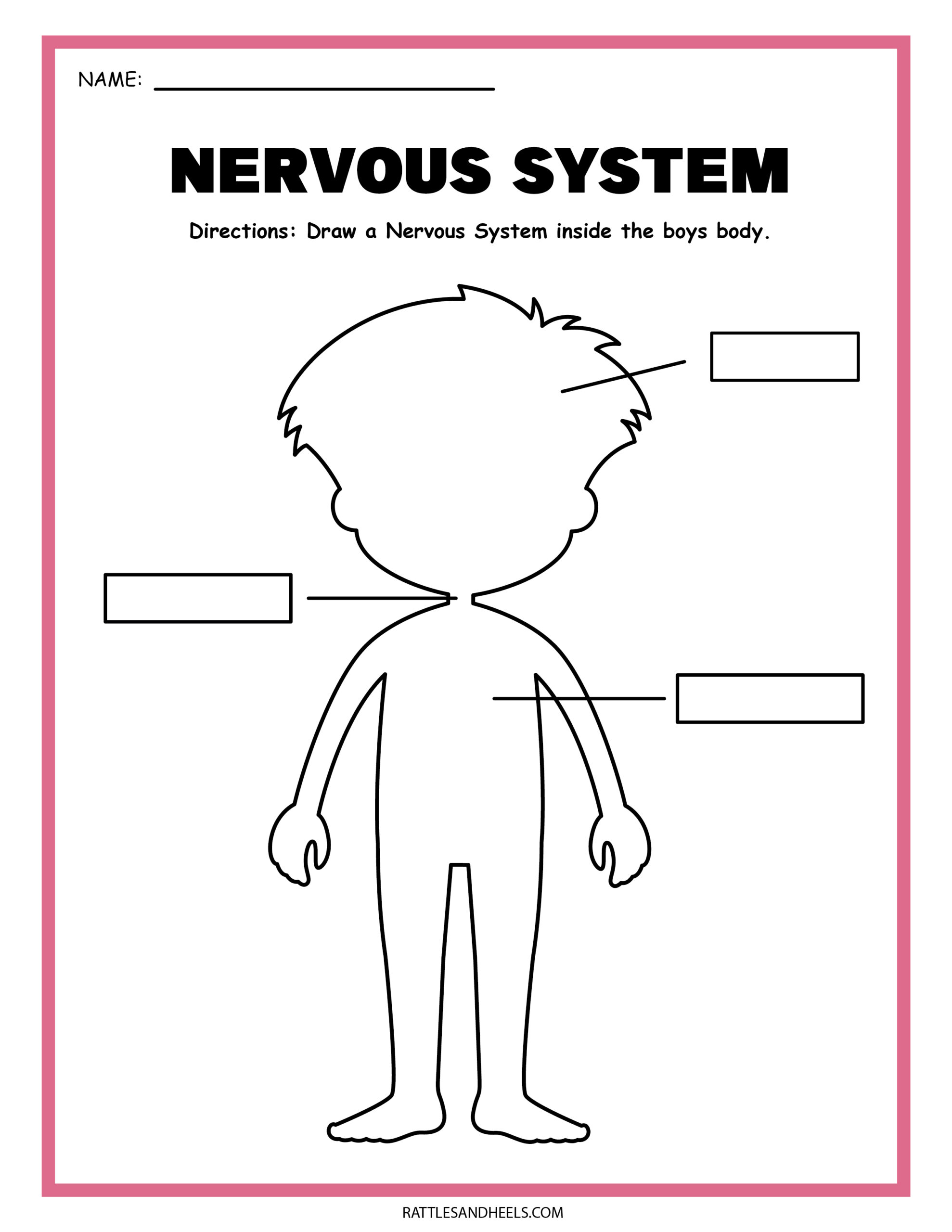 Nervous System Diagram For Kids To Label