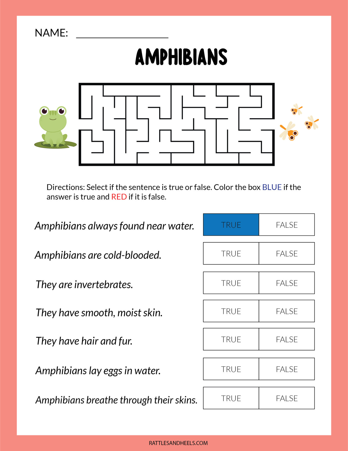 Amphibians Worksheets for Kids | Free Printables - Adanna Dill