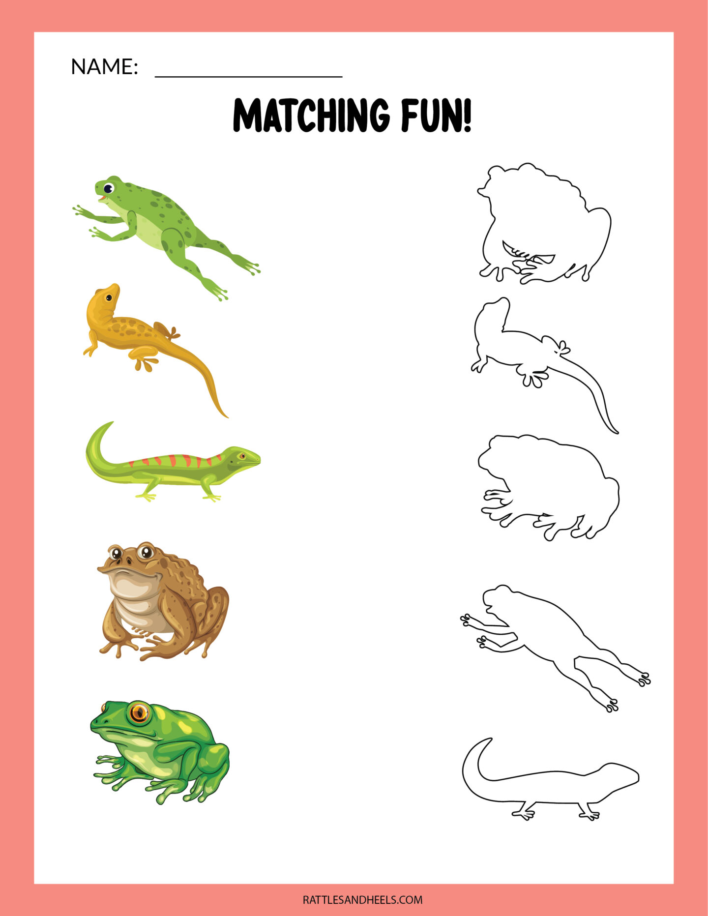 Amphibians Worksheets