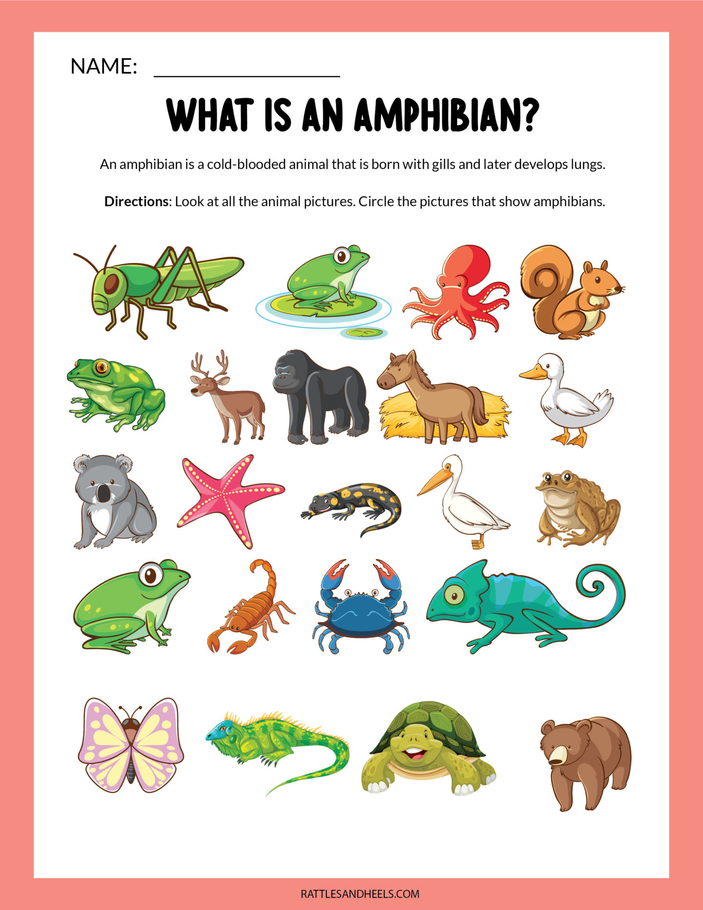 amphibians list for kids