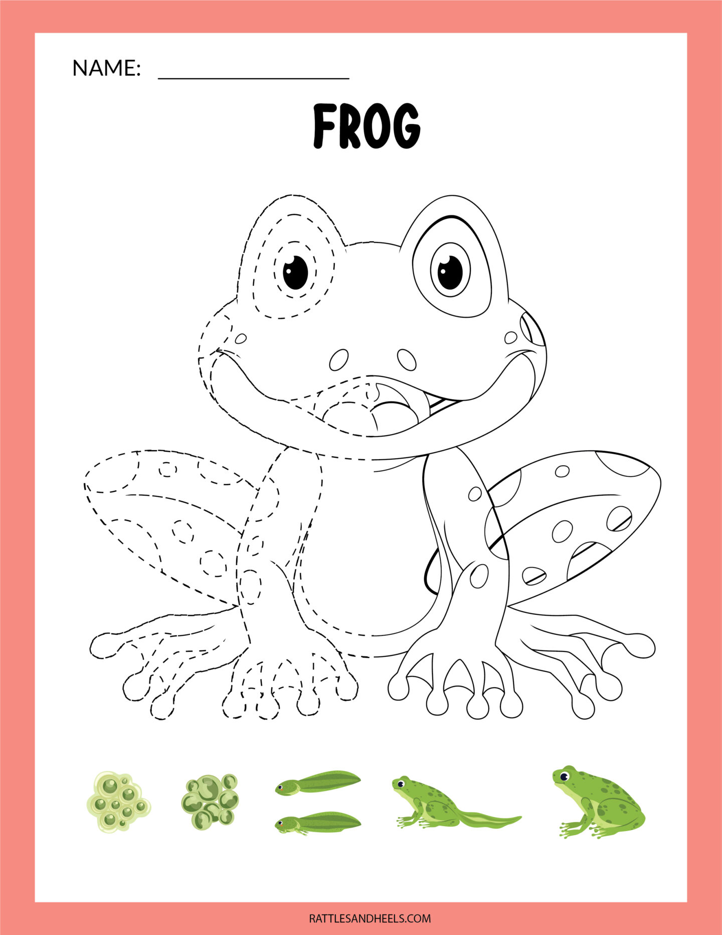 Amphibians Worksheets for Kids | Free Printables