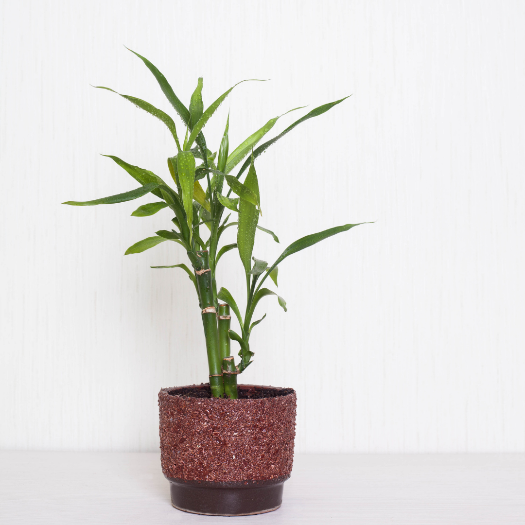 Low Maintenance Indoor Plants